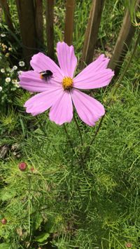 cosmea